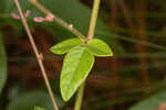 Florida ticktrefoil